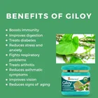 Srishma Giloy/Guduchi/Gulvel Stem Powder | Helps Boost Immunity 