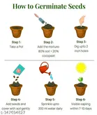 Chrysanthemum Mix Flower Seeds 