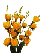 Green Gallery Mustard Yellow Roses Bunch of 20