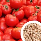 Cultivate Authentic Tomato Plant 50 Pcs Seeds (Set of 1)