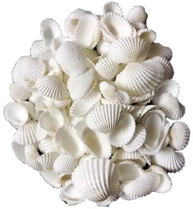 Sankha Sea Shell for Art & Crafts (White, 50 g)