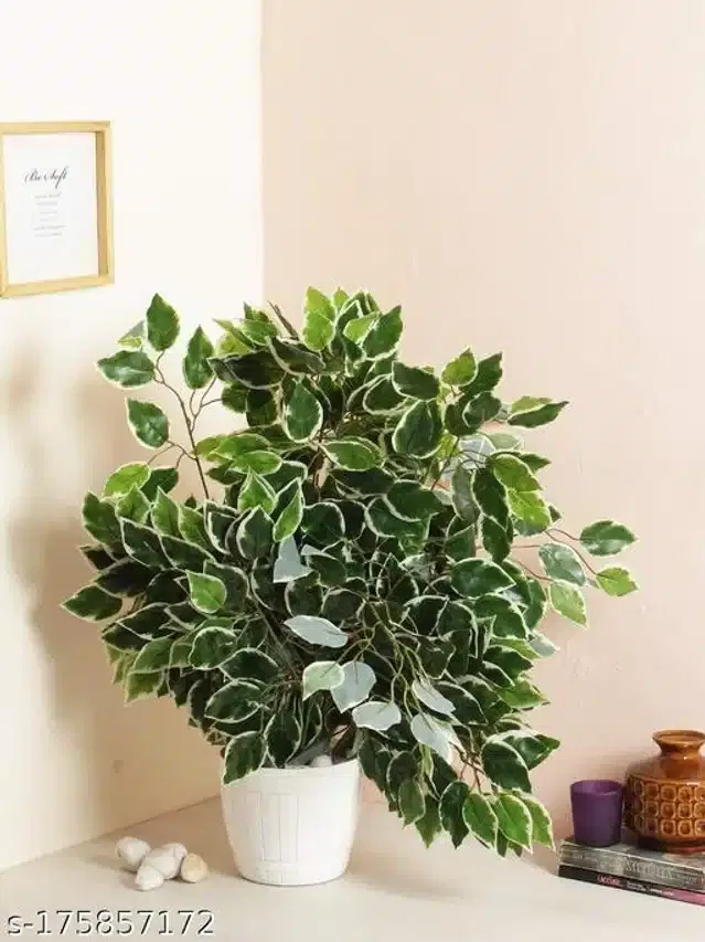 Plastic Artificial Ficus Plant (Green, Pack of 4)