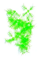 School Project Grass 