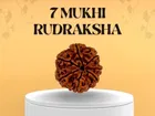 Certified - Natural Nepali 7 Mukhi Rudraksha For Meditation And Prayer, Protection, Chakra Balancing 