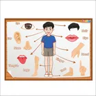 टॉडफोड वुडन शरीर के अंग पहचानने वाली पज़ल नॉब्स के साथ