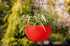Plastic Hanging Planter 