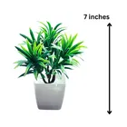 Akaar Mini Plants for Decoration Pack of 6