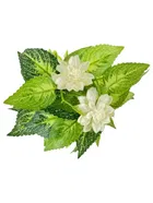 Green Gallery White Jasmine Green Leaf Bunch 32x22cm