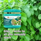 Srishma Giloy/Guduchi/Gulvel Stem Powder | Helps Boost Immunity 