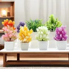 Green Gallery Mini plants Pack of 8