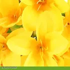 Plastic Artificial Flower 