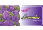 Amrutha Lavender Dhoop Sticks (90 g)