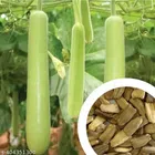 Bottle Gourd 40 Pcs Seeds for Mini Gardens (Set of 1)