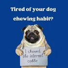 SAWAY Saway Export Quality Dog Calcium Press Bone 5 Inch 500 gm Chicken, Beef Dog Chew 