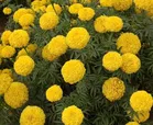 Marigold Flower Seeds For All Season (50 Seeds)