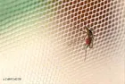 Polyester Mosquito Net 