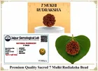 Certified - Natural Nepali 7 Mukhi Rudraksha For Meditation And Prayer, Protection, Chakra Balancing 