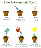 Zello Hybrid Indian Tomato 100 Seeds Pack