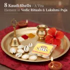 Cycle Pure Kaudi Shells Set of 8