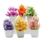 Green Gallery Mini plants Pack of 6