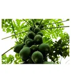Zello Dwarf Papaya F1 Hybrid Fruit Seeds 50 Seeds