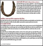 Iron Horse Shoe Showpiece 