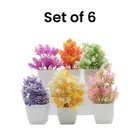 Green Gallery Mini plants Pack of 6
