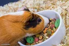 Pets Life Guinea Pig Food for Birds 