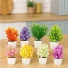 Green Gallery Mini plants Pack of 8