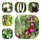 Jignisha Seeds Pusa Brinjal Seeds (Green, Set of 1)