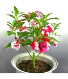 Zello Balsam Mixed Flower 