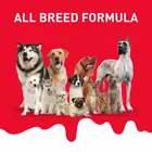 Drools Absolute Milk Bone Jar, Dog Treats - 20 Pieces 