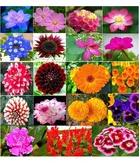 Zello Mixed Flower 20 Varieties (500 Seeds)
