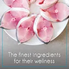 Purepet Ocean Fish Kitten Cat Food, 1.2 kg