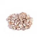 Sea Shells for Home Decor & Aquarium 