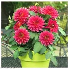 Dahlia Hybrids Mixed Color (30 Seeds)