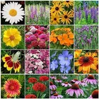 Zello Mixed Flower 15 Varieties (400 Seeds)
