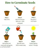 Cucumber Vegetable Seeds For Home & Kitchen Gardening 