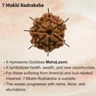 Certified - Natural Nepali 7 Mukhi Rudraksha For Meditation And Prayer, Protection, Chakra Balancing 