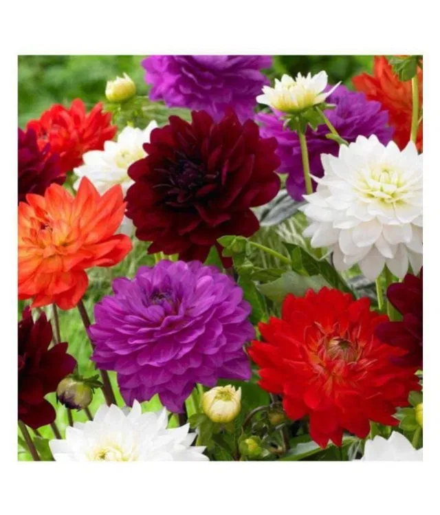 Zello Dahlia Flowers Hybrid Seeds (40 Seeds)