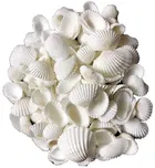 Sankha Sea Shell for Art & Crafts 