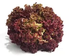 Jignisha Seeds Red Lettuce Seeds (Red, Pack of 50)