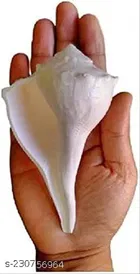 Dakshinavarti Shankh 