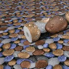 PVC Self Adhesive Wall Stickers 