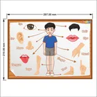 टॉडफोड वुडन शरीर के अंग पहचानने वाली पज़ल नॉब्स के साथ