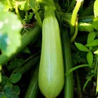 Jignisha Seeds Zucchini Light Green Seeds (Green, Pack of 10)