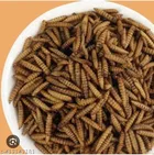 Taiyo Puffy Worms Pet Food for Fishes 