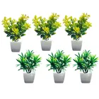 Akaar Mini Plants for Decoration Pack of 6