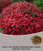 Chrysanthemum Mix Flower Seeds 