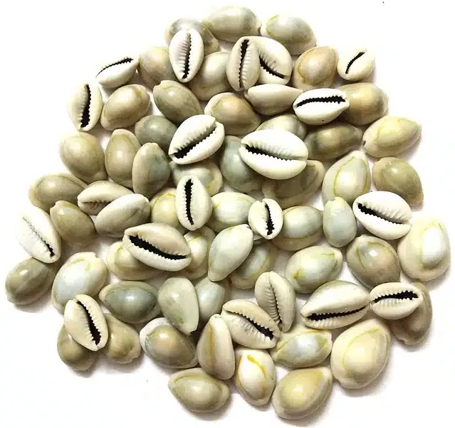 Lakshmi Sea Shells (Brown, 100 g)